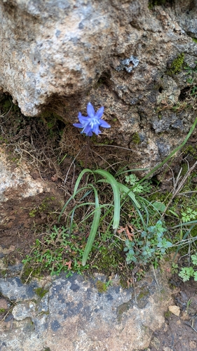 Morris squill (Scilla morrisii)
