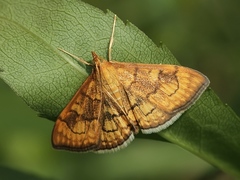Anania verbascalis