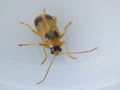 Phyllobrotica quadrimaculata