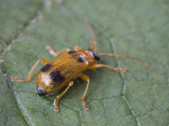 Phyllobrotica quadrimaculata