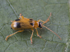 Phyllobrotica quadrimaculata