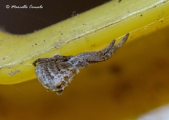 Hyptiotes paradoxus