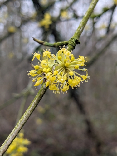 Cornelian-cherry