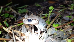 Leptobrachium hasseltii