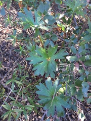 Delphinium cardinale