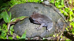 Leptobrachium hasseltii
