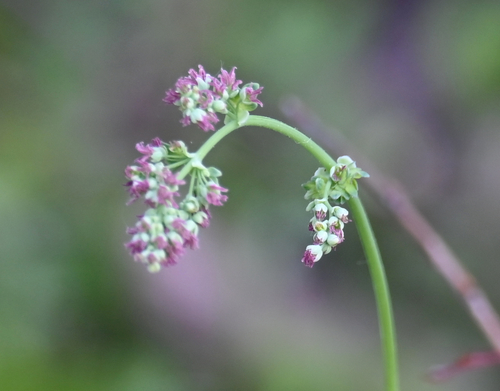 Veiny Meadow-rue (Thalictrum venulosum)
