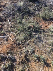 Ceanothus roderickii