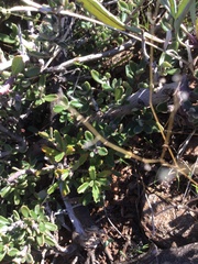 Ceanothus roderickii