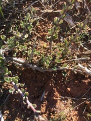Ceanothus roderickii