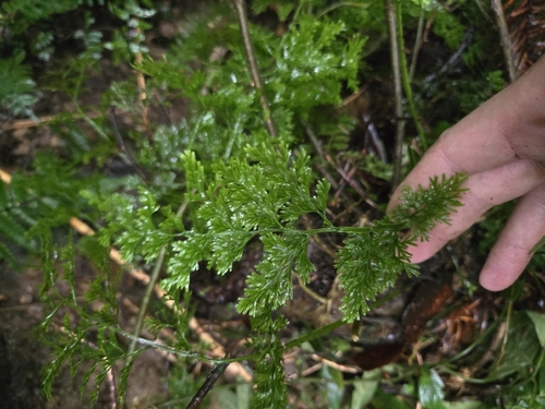 Vandenboschia maxima observed 2026-01-27