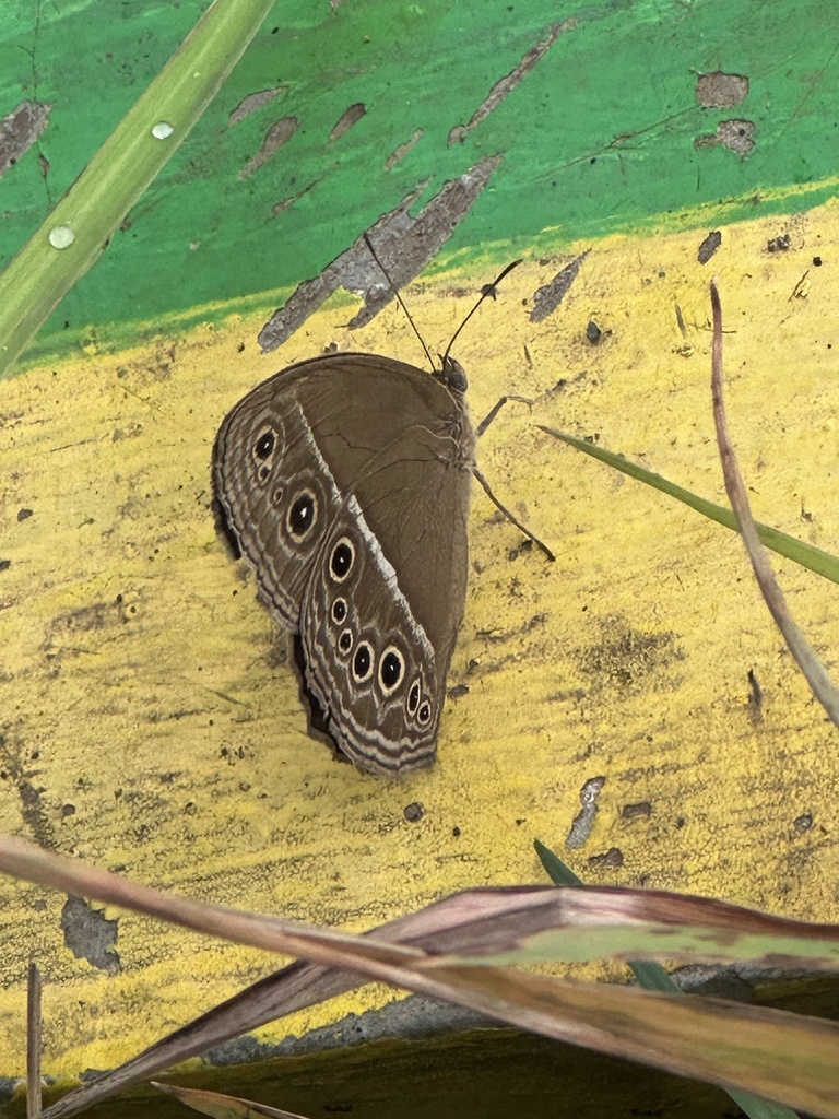 Mycalesis perseus (Mycalesis perseus)