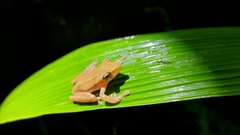 Polypedates leucomystax