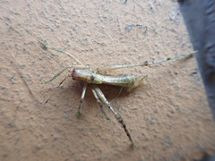 Meconema meridionale