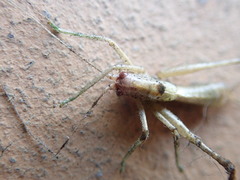 Meconema meridionale