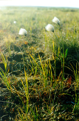 Eriophorum brachyantherum