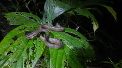 Aplopeltura boa