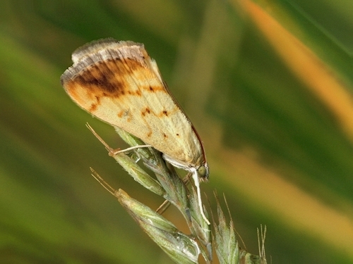 Marbled Yellow Pearl, photo 3 of 10