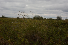 Eriophorum brachyantherum