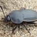Obscure Carrion Beetle - Photo (c) Til Mann, some rights reserved (CC BY-NC-ND), uploaded by Til Mann