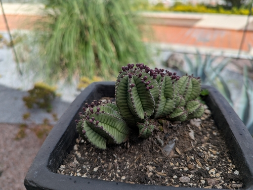 Zebra Milkball (Euphorbia meloformis)