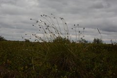 Eriophorum brachyantherum