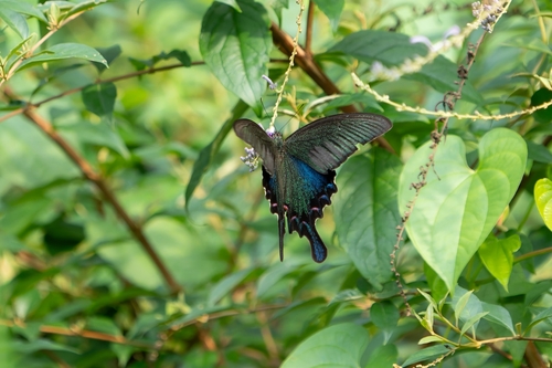 Chinese Peacock Swallowtail