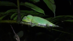 Gonocephalus chamaeleontinus