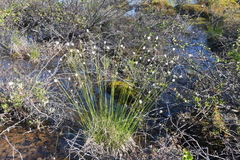 Eriophorum brachyantherum