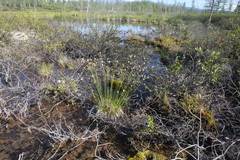 Eriophorum brachyantherum