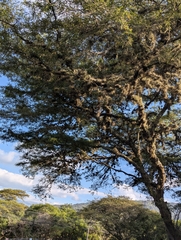 Vachellia macracantha, photograph (c) Sebastián Ordóñez, some rights reserved (CC BY)