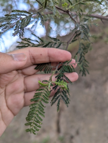 Vachellia macracantha, photograph 5