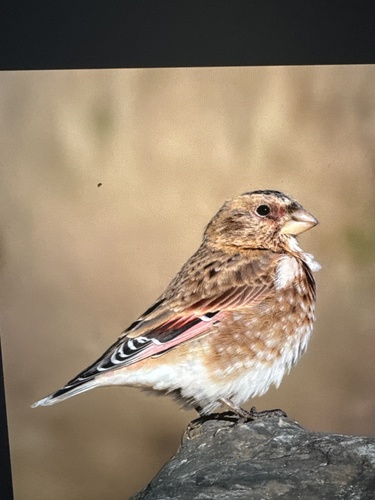 Crimson-winged Finch