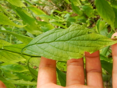 Hybanthus concolor