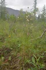 Eriophorum brachyantherum