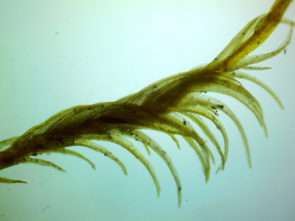 Dicranella gracillima