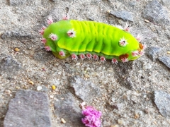 Lepidoptera