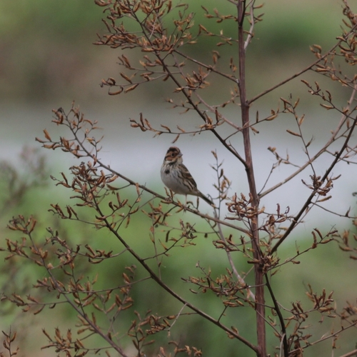 Little Bunting (Emberiza pusilla), photo 4