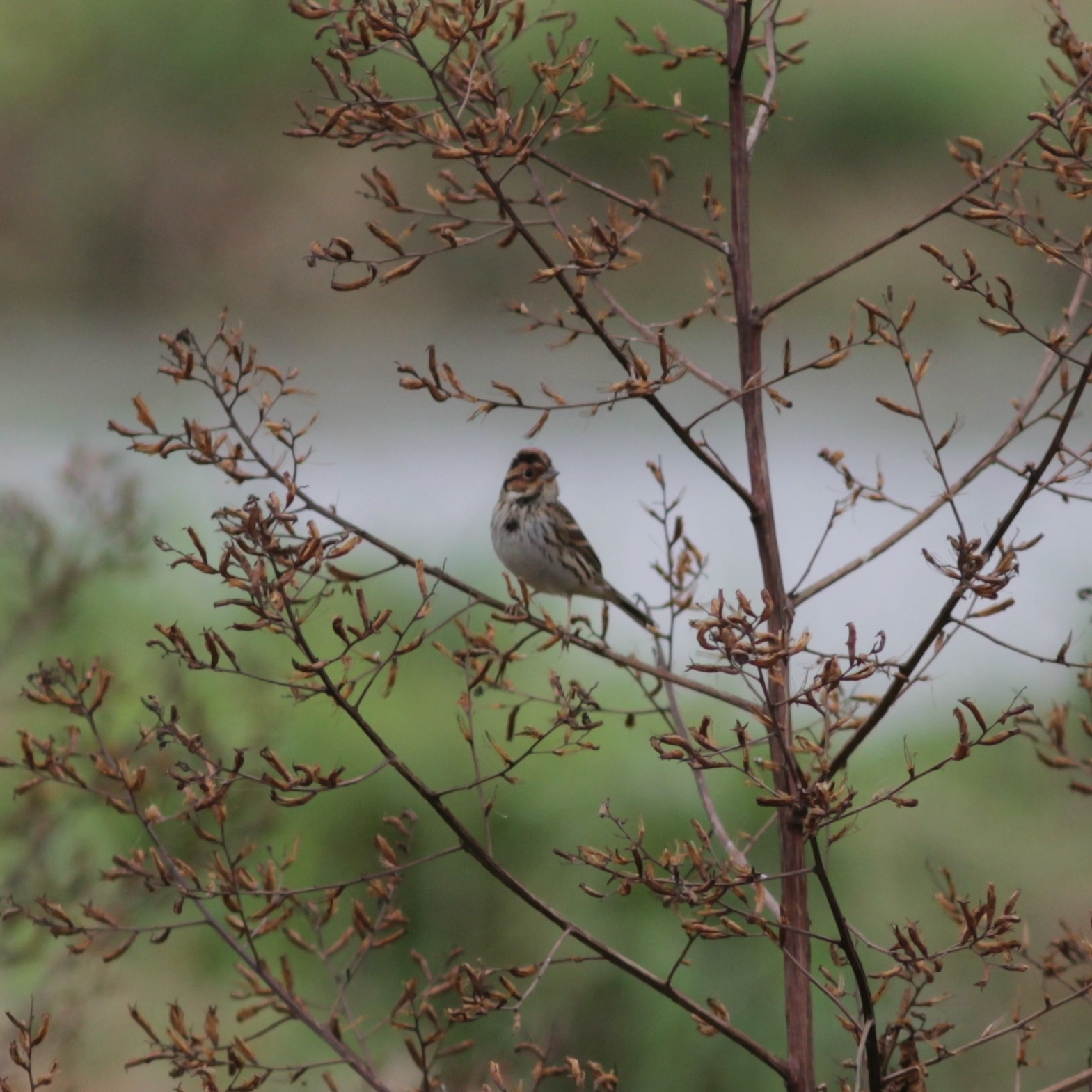 Little Bunting (Emberiza pusilla), photo 4