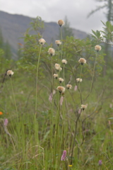 Eriophorum brachyantherum
