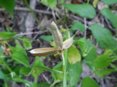 Hybanthus concolor