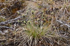 Eriophorum brachyantherum