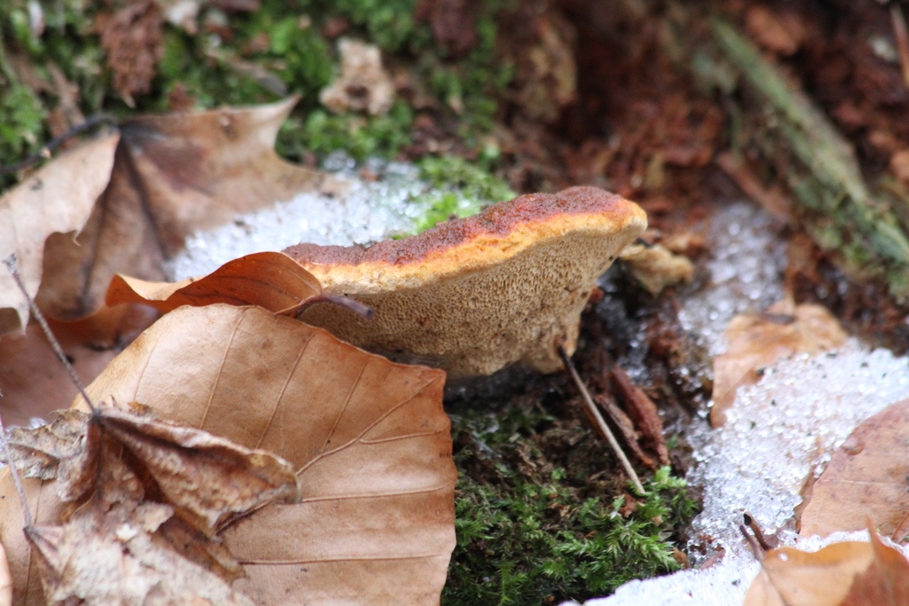 Osmoporus odoratus · January 2026 · photo: © tijw25 (iNaturalist, cc-by)