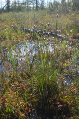 Eriophorum brachyantherum