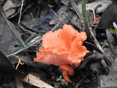 Cantharellus coccolobae