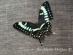 Papilio ophidicephalus