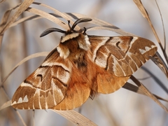 Endromis versicolora