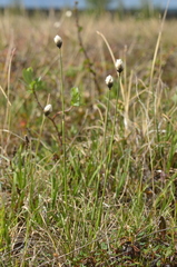 Eriophorum brachyantherum