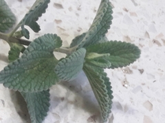 Nepeta × faassenii