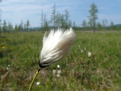 Eriophorum brachyantherum